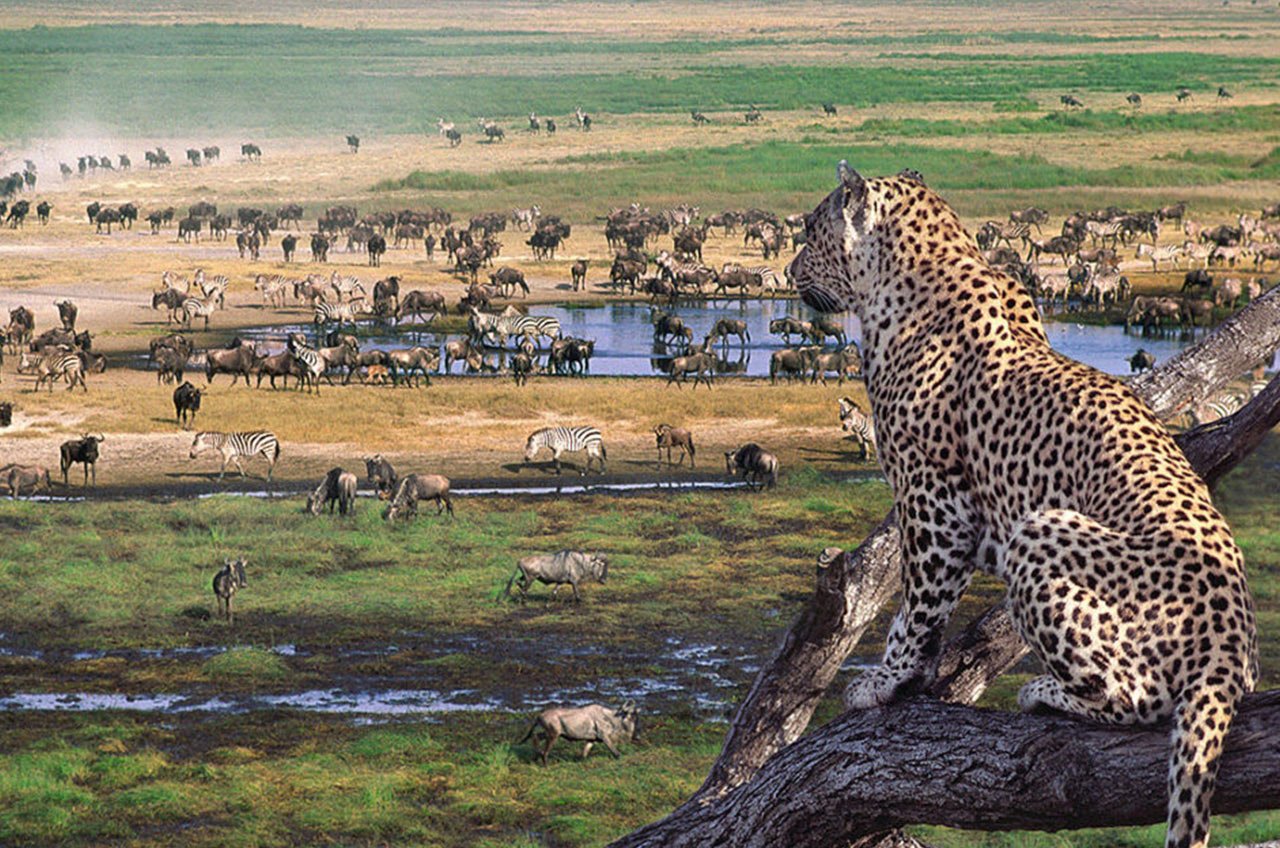 Serengeti