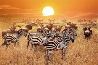 Safari Adventure